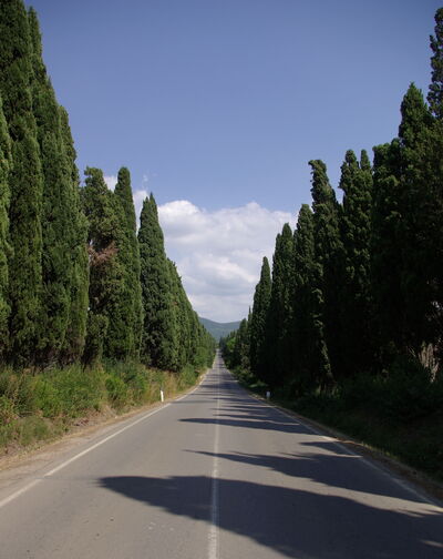 Viale dei Cipressi