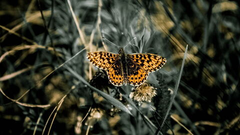 Butterfly