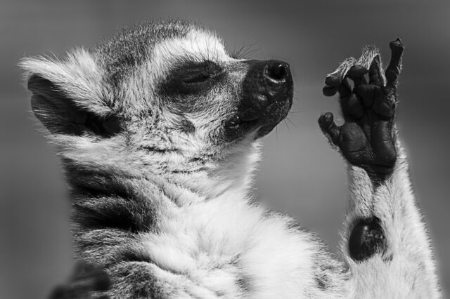 Lemurs