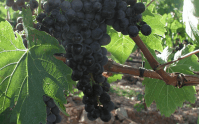 famous grapes of scansano