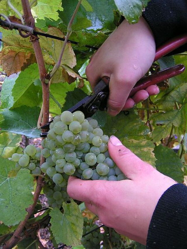 handpicked grapes