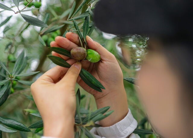 Picking Olives