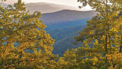 Casentino Forests