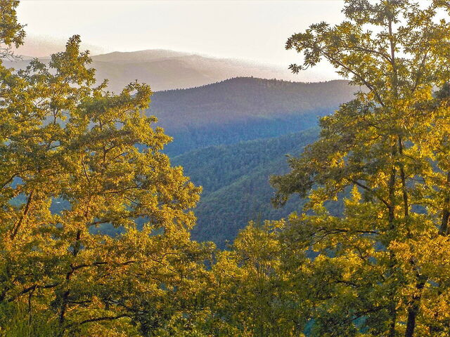 Casentino Forests
