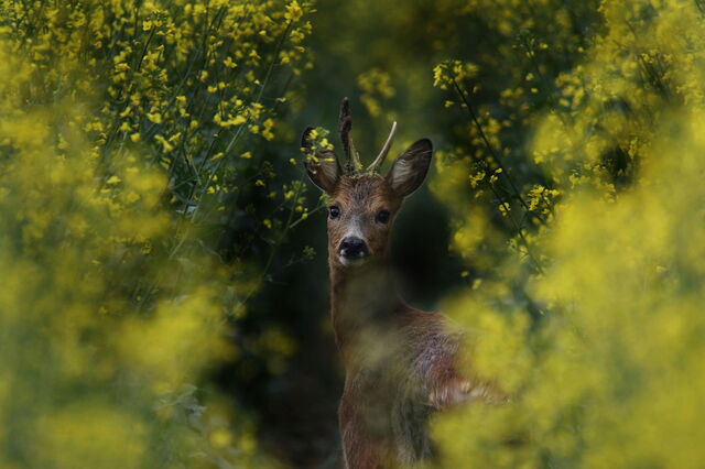 Deer