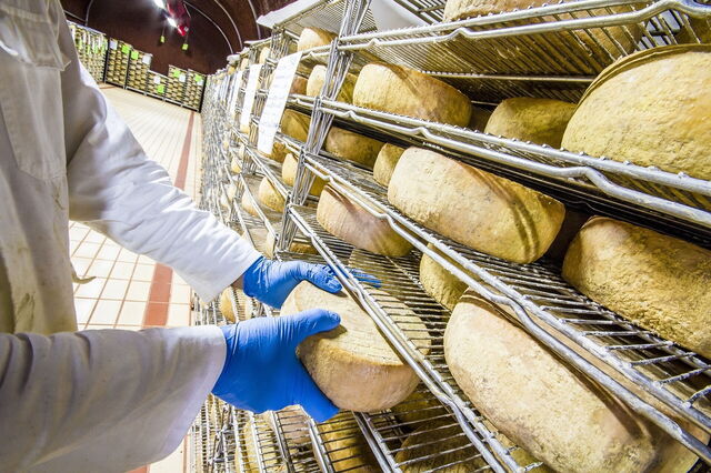 Pecorino