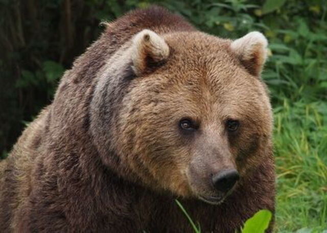 Bear