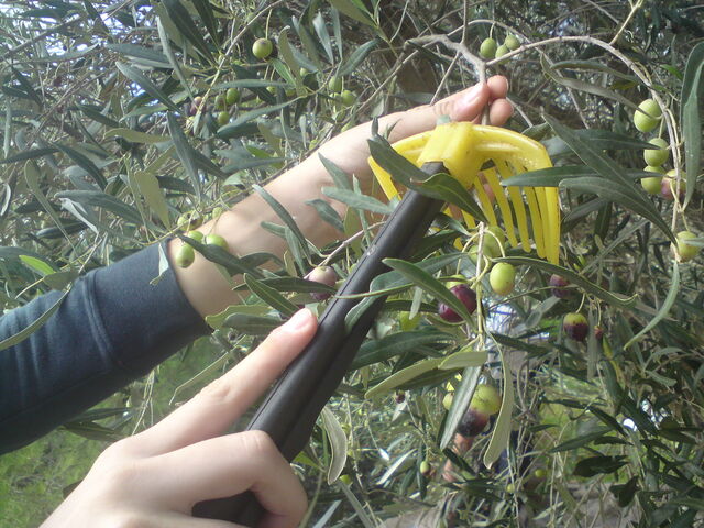 Handpicked olives