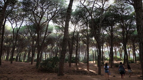 Pinewoods, Feniglia