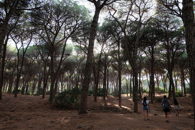 Pinewoods, Feniglia
