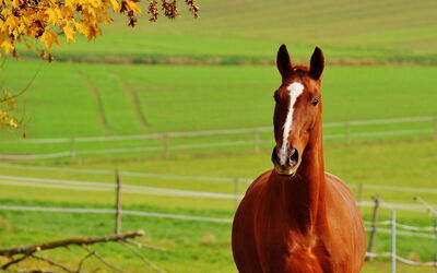 Horse in Siena