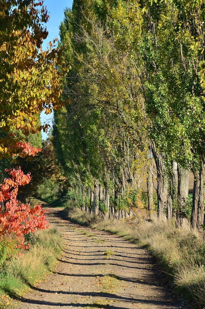 Fall leaves in Tuscany