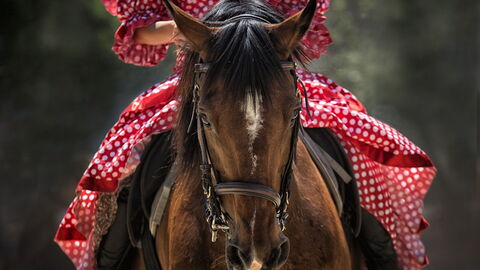 Horse