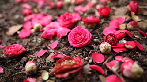 Camellias