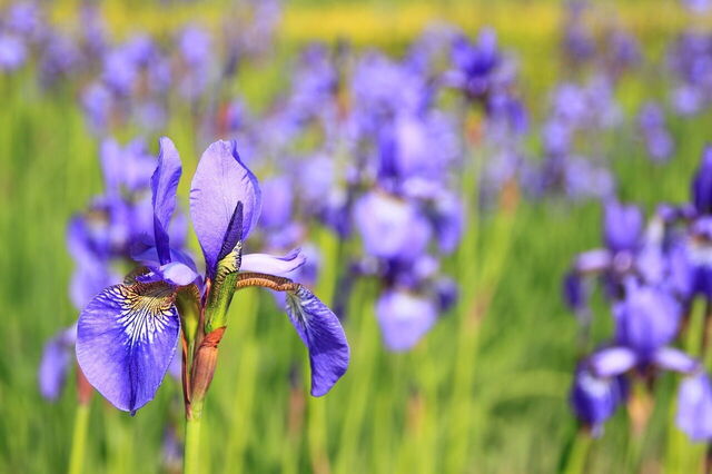 Irises