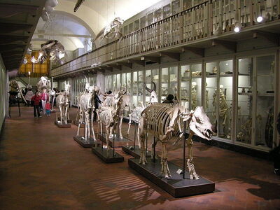 animal room in la specola museum