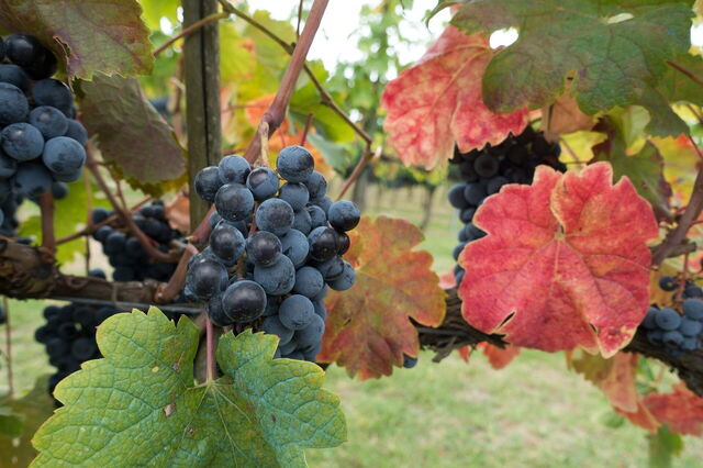 Grapes in Chianti