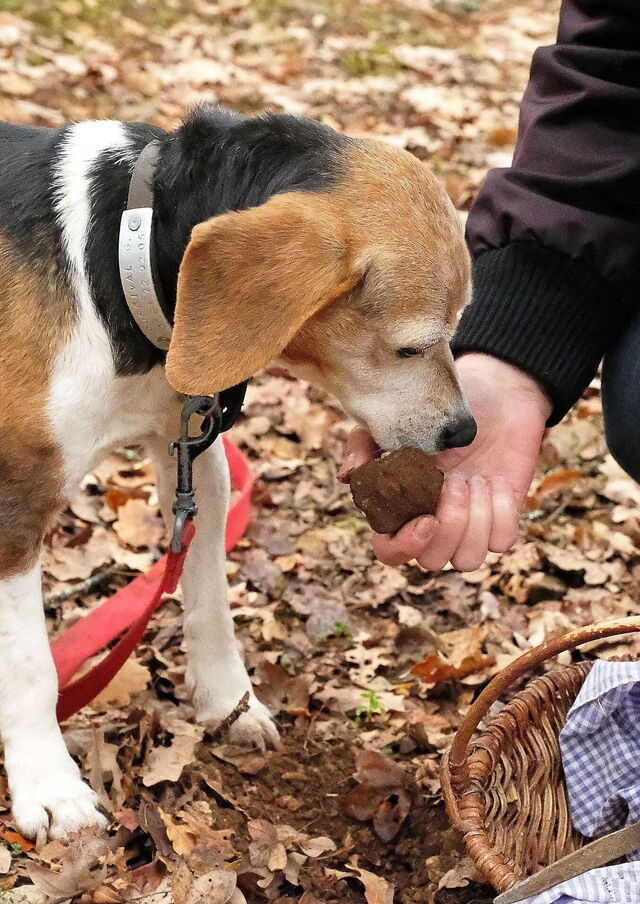 Truffle dog