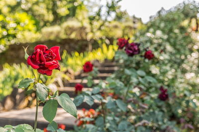 Torre del Cielo, garden