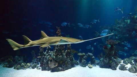 Aquarium tank