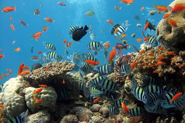 Water tank of marine life