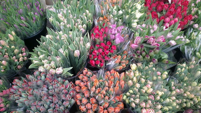 Tulips