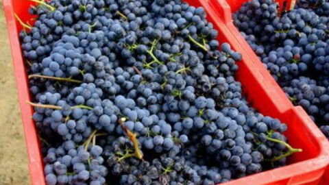 Grapes