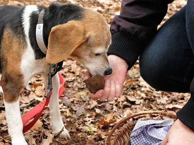 Truffle hunting