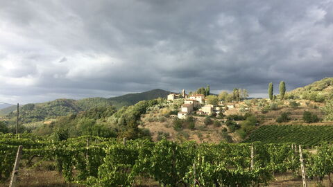 Vineryard
