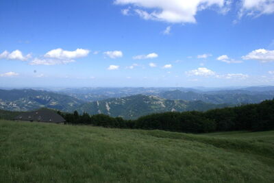 Trees in the Casentinesi National Park