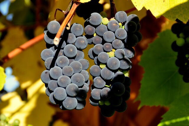 Ripening Tuscany grapes