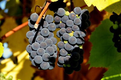 Ripening Tuscany grapes