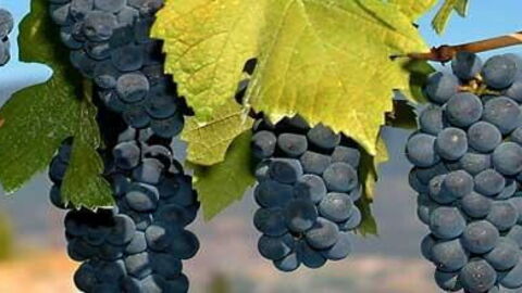 Grapes