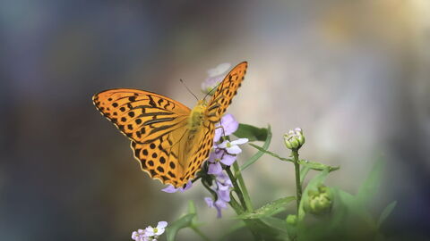 Butterfly