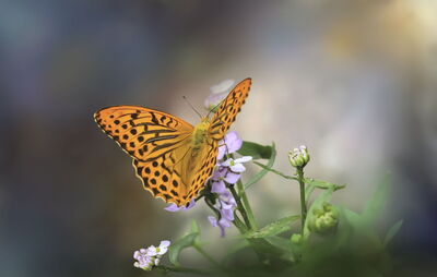 Butterfly