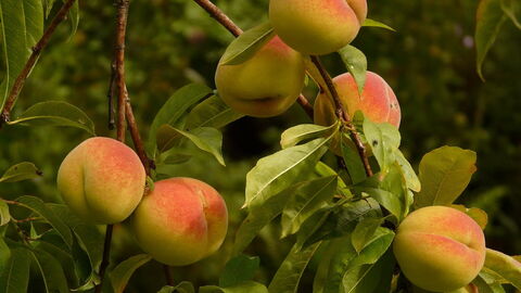 Peaches