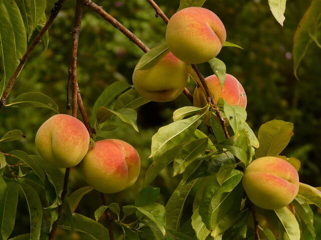 Peaches