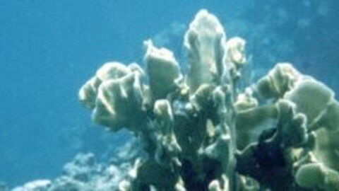 Coral