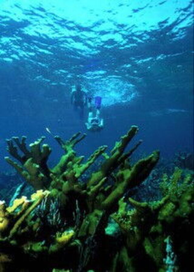Snorkerlers