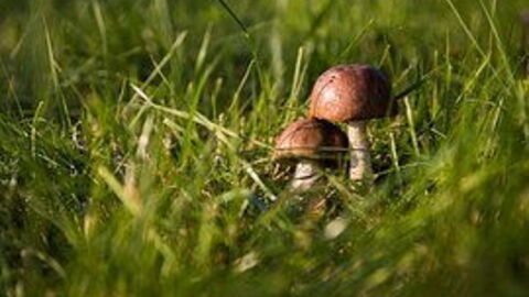 mushrooms growing