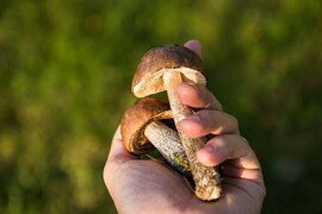 picking mushrooms in tuscany