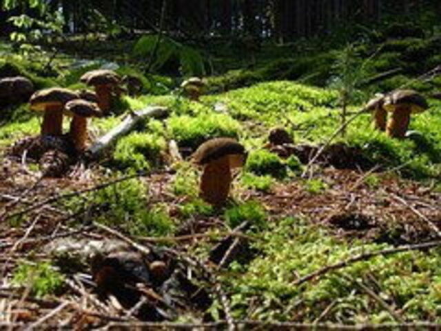pick mushrooms in tuscany
