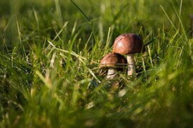 mushrooms growing