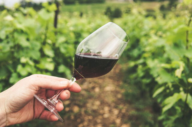 In the vineyard