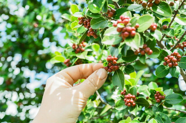 Coffee plants