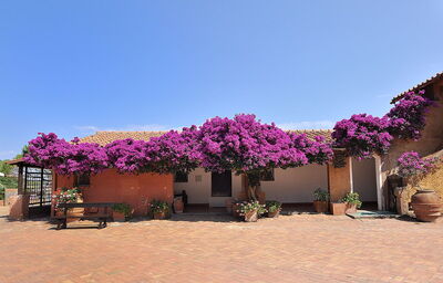 Bougainvillea on Giannutri Island