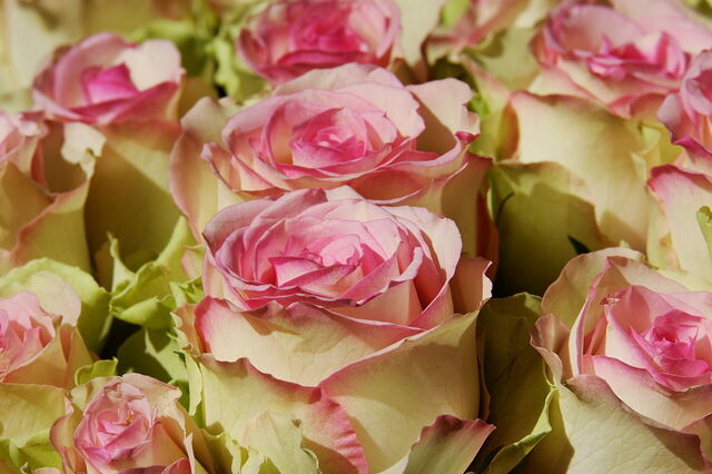 Roses