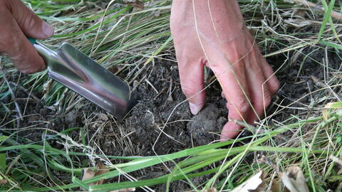 Truffle hunting