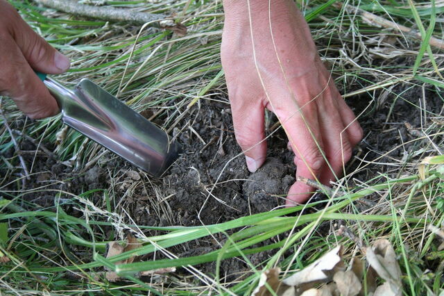 Truffle hunting