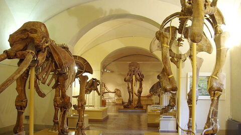 stuffed animal museum